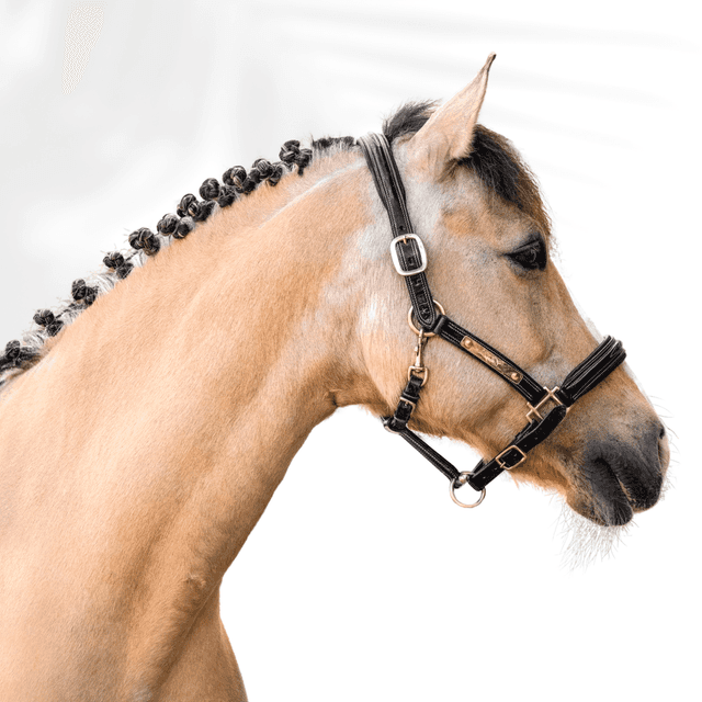 Licol personnalisable en cuir Exclusif PRO