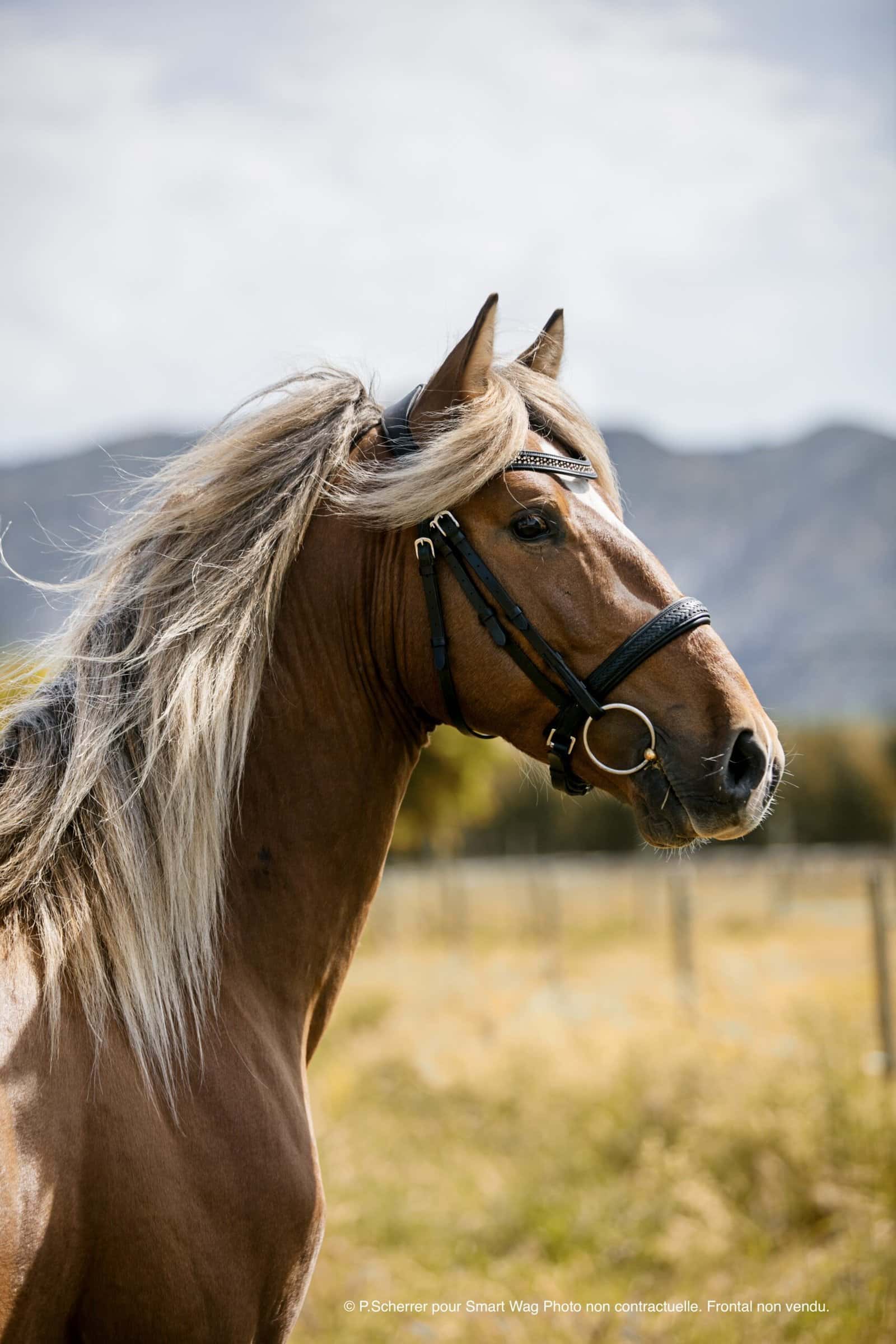 Bridon ou Filet : Quel Choix pour Votre Cheval ? Guide & Tailles
