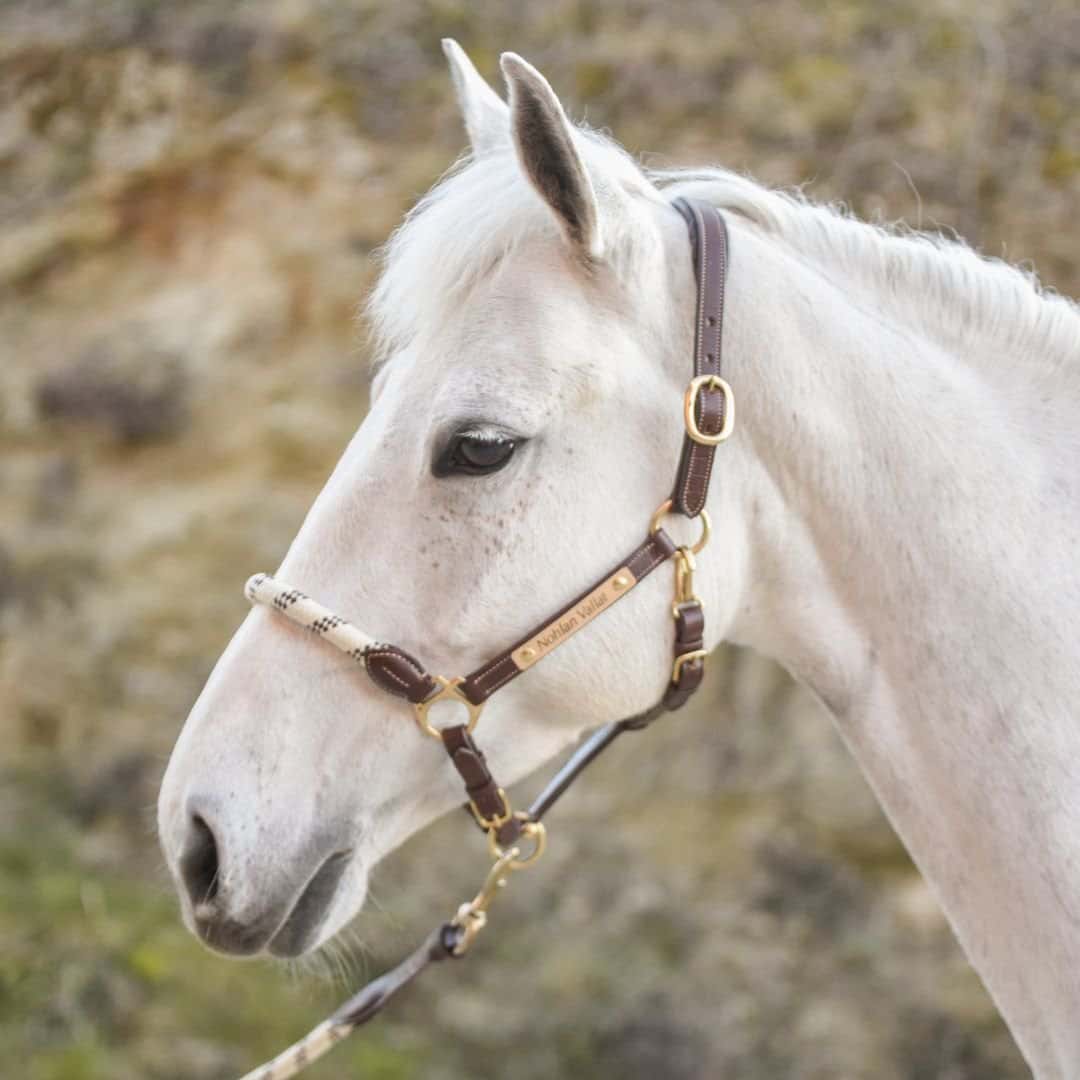 Comment choisir le licol idéal pour son cheval : taille et matière