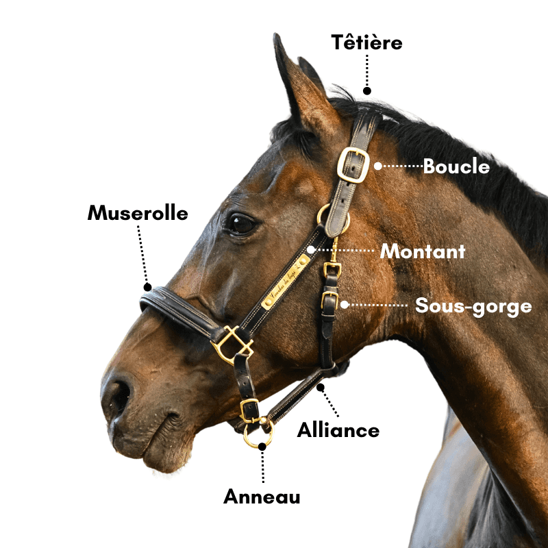 Reconnaître les principales parties du licol
