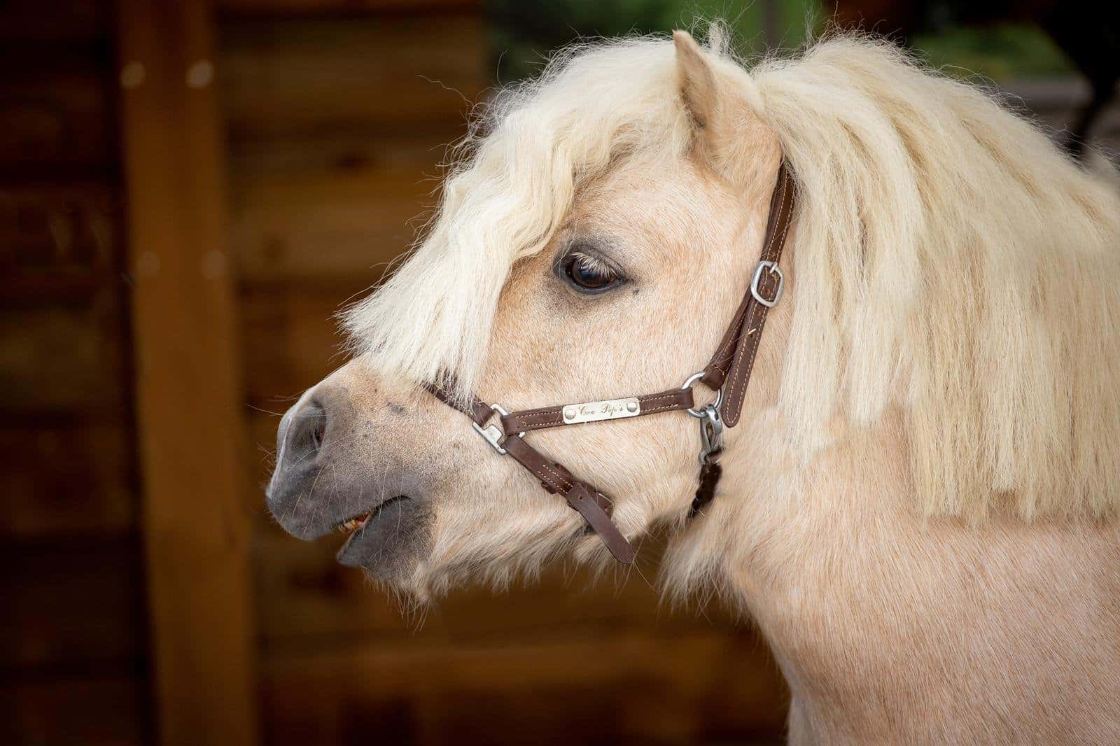 Filet Shetland : un équipement miniature !