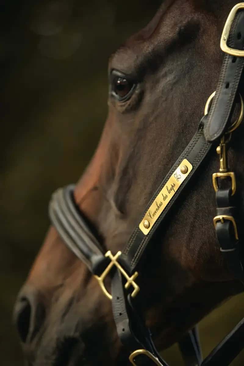 Cheval bai portant un licol noir SmartWag avec une plaque en laiton gravée.