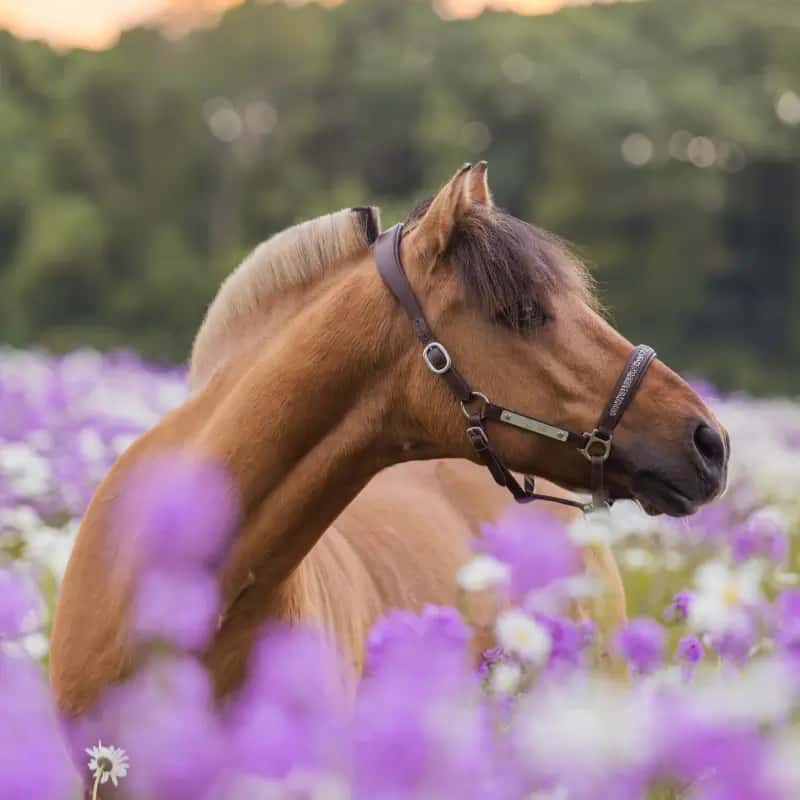 Chevaux